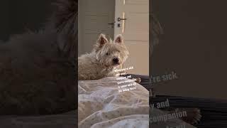 My companion furrever️ #westie #dog #westhighlandwhiteterrier #mamasboy