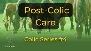 Post Colic Care for Horses