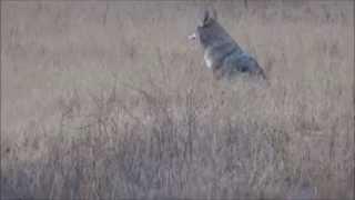 Yelping, Yipping Coyote in Rancho Sierra Vista/Satwiwa Open Space