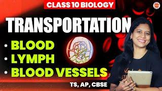 Transportation | * BLOOD *LYMPH * BLOOD VESSELS | Class 10 TS, AP, CBSE SSC Biology 2025 | Sunaina