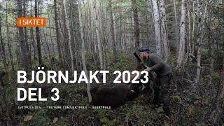 Björnjakt 2023 del 3