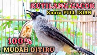 KUTILANG GACOR FULL ISIAN PALING MUDAH DITIRU KUTILANG LAIN JADI CEPAT GACOR