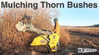 Mulching Thorn Bushes