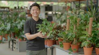 The Garden Gurus: Garden Revolution EP1