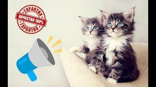 Meowing cats and kittens | SOUNDS FOR CATS | IT WORKS AT 100%! (SURROUND SOUND)