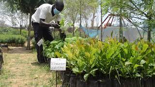 CREATE! Tree Nursery