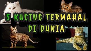 5 Kucing Termahal di Dunia, Sampai Miliaran // Pesona Hewan