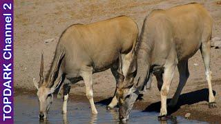 10 Clases Increibles de Antilopes