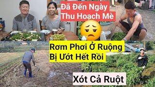 846#  Sót Cả Ruột Rơm Phơi Ở Ruộng Bị ướt Hết Rồi, Cuối Cùng Cũng Đến Ngày Thu Hoạch Mè