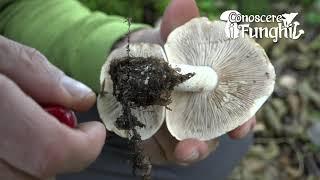 Conoscere i Funghi: Hebeloma Sinapizans [ NON COMMESTIBILE ]