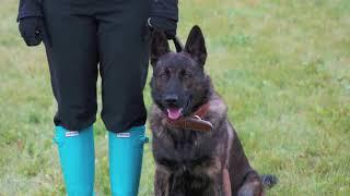 Gemini K9 Obedience: Collection of Training videos!