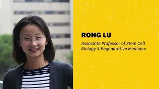 Podcast | Associate Professor Rong Lu: Stem cell biology in the context of aging and disease