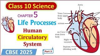 Life processes class 10 ONE SHOT  | life process rapid revision