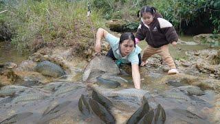 Harvesting huge schools of carp to sell at the market - Cooking delicious food with my daughter