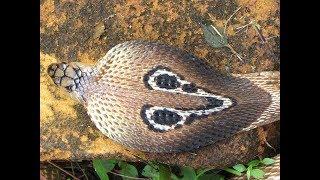 Watch Indian Cobra Shedding Its Skin (HD)