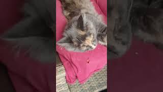 Che vita da gatti! La Dolce Vita di Mendy: Una Maine Coon in Paradiso#MaineCoonLife #shorts