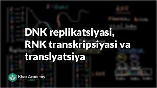 DNK replikatsiyasi, RNK transkripsiyasi va translyatsiya | Uglerodning xususiyatlari | Biologiya