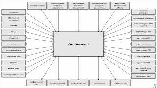 11.25.1 Подробное разъяснение. Гиппокамп. Часть первая