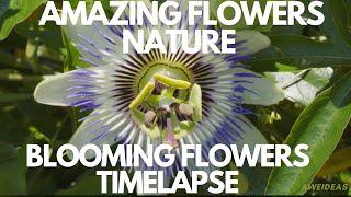 Amazing Flowers nature / Beautiful Blooming Flowers Timelapse / Watch Flowers Bloom Before Your Eyes