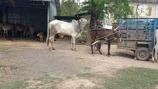 All kinds of cow and goat pond