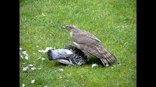 Sparrowhawk attacks Pigeon in Cheshire