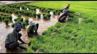 Remarkable Rice: How Does (Paddy) Rice Grow | The RubieVerse