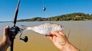 4 Hours of RAW and UNCUT Kayak Catfishing with Live Shad | Winter Creek Fishing