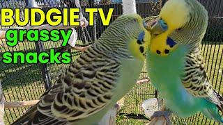 Budgie TV: Excited Bird Sounds, GREAT for Lonely Birds