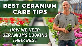 Best GERANIUM Care Tips - What We've Learned To Keep Geraniums Looking Their Best