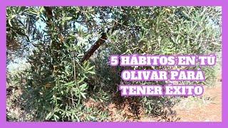 5 habits in your olive grove to be successful