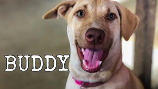 BUDDY • ASPIN