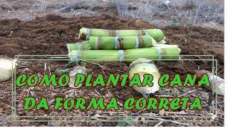 COMO PLANTAR CANA-DE-AÇÚCAR DA FORMA CORRETA!