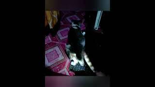 Unusual!! Male & Gay Cat Mating