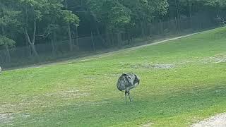 1 Minute Safari: Ostrich