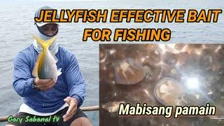 handline fishing using jellyfish bait #effectivebait