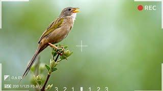 Forest Birds Song Nature Sounds - Relaxing Bird Sounds for Sleep