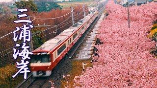 【Cherry blossoms】Miura Kaigan sakura Festival 2019 in the rain  #4K #三浦海岸 #京急