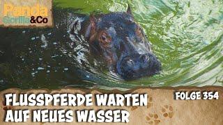 Großputz bei den Nilpferden und Volkszählung bei den Wasserschildkröten | Panda, Gorilla & Co.