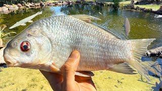 The Largest Fish I've Ever Fed! (Will the Gar Eat it?)