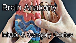 Anatomy of motor cortex and somatosensory cortex (English)