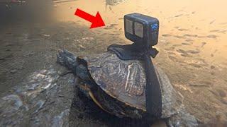 I PUT MY GOPRO ON A TURTLE! Insane Footage!