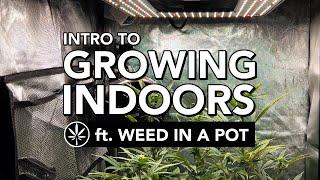 All About Cannabis and Growing Indoors