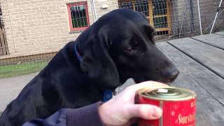 Dogs Try SURSTRÖMMING - "Getting Crazy!" - Stinky Fish from Sweden (Short Version)