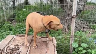 This Hunting Dogs Are Chained Up With The Mother - Takis Shelter