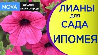 Ипомея однолетняя посадка и уход. Великолепные лианы для сада NOVA.