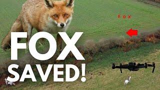 Fox SAVED from hunt!