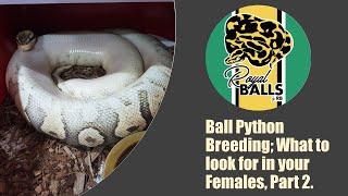 Breeding Ball Pythons; The Females Part 2