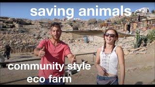 Tenerife horse rescue animal sanctuary. Finca Life episode 1