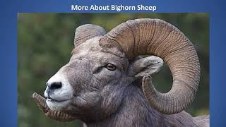 Introductory Video NV Bighorn Sheep Lesson