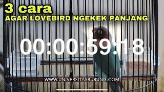 Cara merawat lovebird biar ngekek panjang